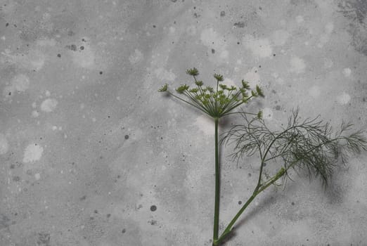 Gray natural wooden background with dill plant. The concept of the nature and usefulness of plants. Vitamins for health.