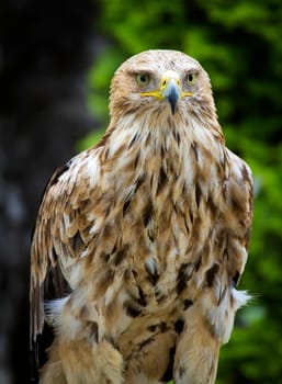 Eastern Imperial Eagle frontal closeup, Aquila Heliaca close up portrait