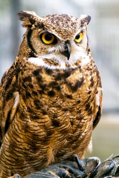 Beautiful raptor European eagle owl, Bubo bubo