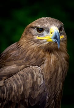 close-up of a steppe eagle (Aquila nipalensis)