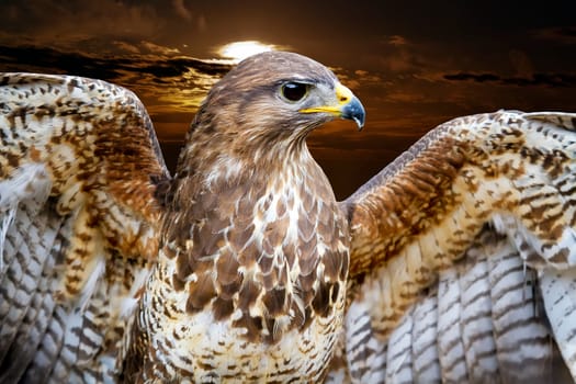 Beautiful buzzard bird Buteo Buteo, with open wings at sunset background