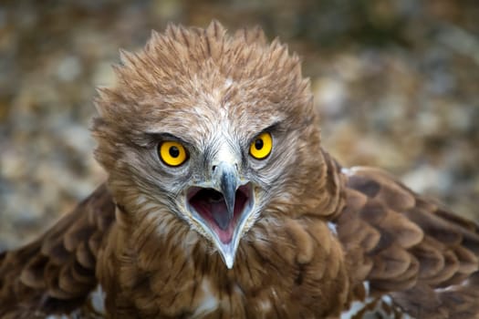 Toed Eagle. Circaetus gallicus, close-up of the eagle.
