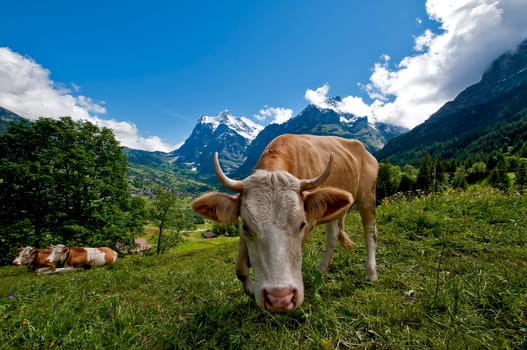 Cow pasture in front of Wetterhorn