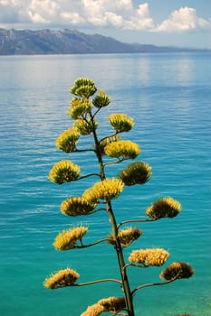 Summer landscape of croatia