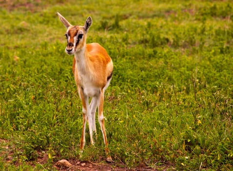 Baby Gazelle standing in green grass