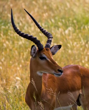 Thomson Gazelle standing in green grass