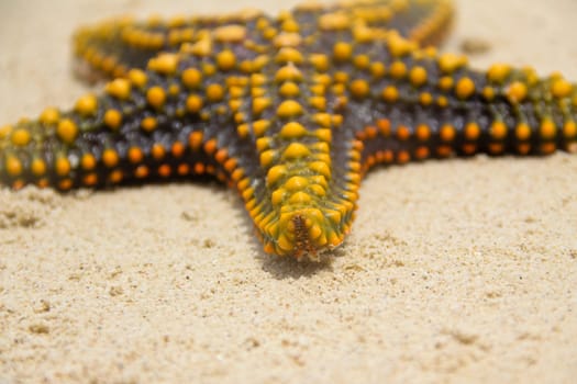 close up of a yellow starfish
