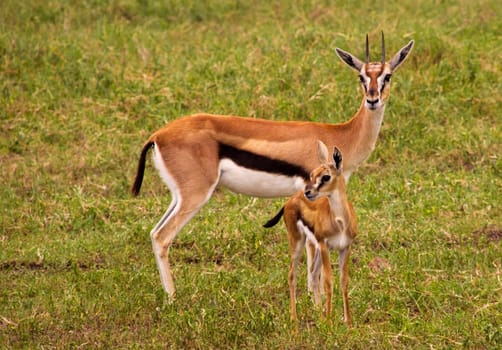 Thompson gazelle with baby in green grass