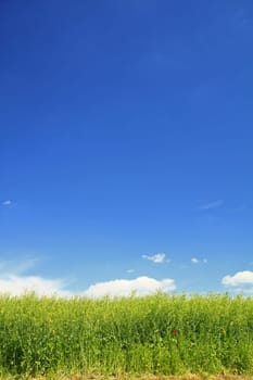 Rapeseed field after flowering with blue sky
