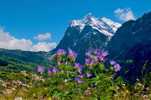 Meadow cranesbill off Wetterhorn