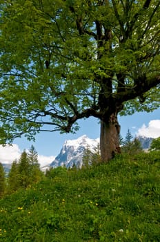 Spring tree with weather horn