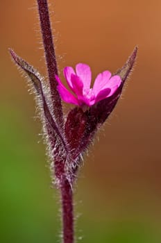 Red campion