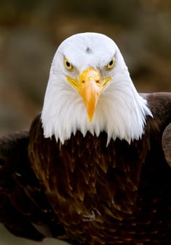 Portrait of a bald eagle (lat. haliaeetus leucocephalus)