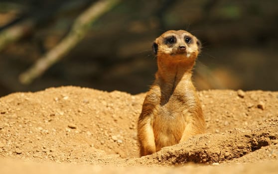 Meerkat