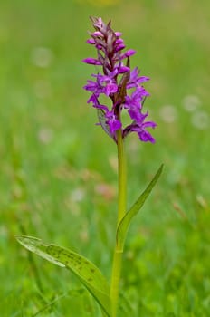 Orchid