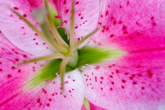 Part of flower closeup: abstract image of petals
