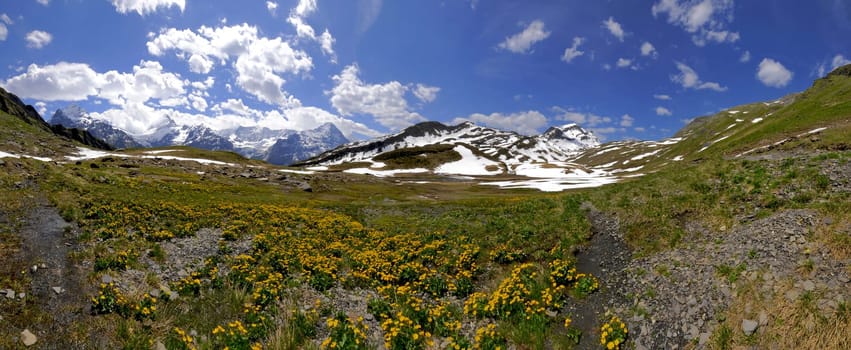 Troll Flower Meadow on the Flower Trail