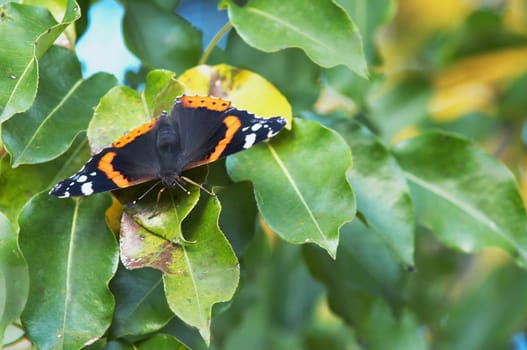 A butterfly sitting amongst leaves