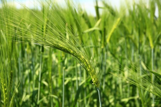 Barley (Hordeum vulgare) in a green,still unripe state in a field in Saxony,Germany