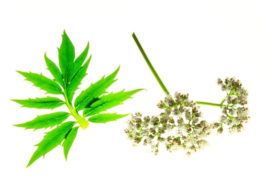 Valerian (Valeriana officinalis) with flower and leaf isolated against white background