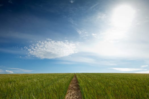 Path to the horizon,field in the way with sky and clouds