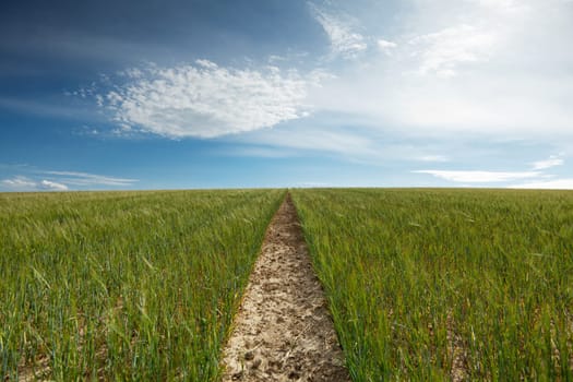 Path to the horizon,field in the way with sky and clouds