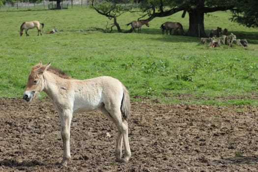 Newborn Przewalski's foal at Sababurg Zoo