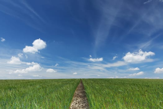 Furrow in the field,path in the grain field towards the horizon