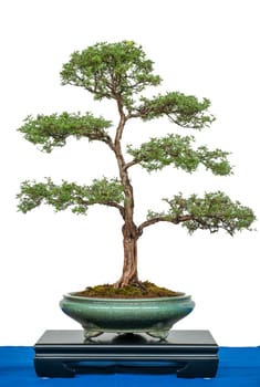 White isolated Potentilla fruticosa as a bonsai tree