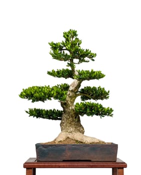 White insulated old boxwood as bonsai