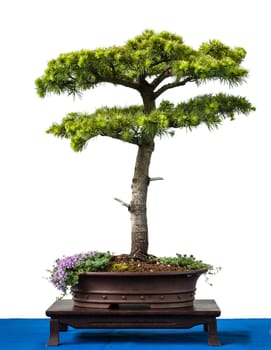 White isolated Lebanon cedar as a bonsai tree