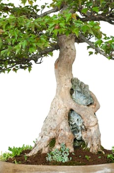 Roots of a maple tree (Acer buergerianum) clutching a rock