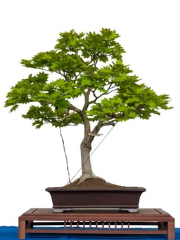 White Insulated Golden Maple (Acer sirasawanum aureum) as Bonsai