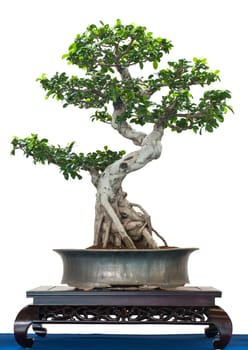 White cut-out laurel fig (Ficus retusus) as a bonsai tree