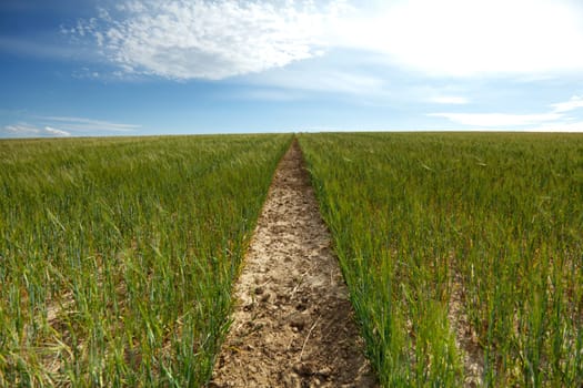 Furrow in the field,path in the grain field towards the horizon