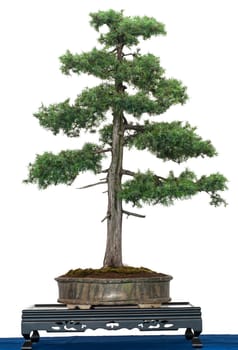 White isolated common juniper (Juniperus communis) as a bonsai tree
