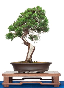 White cut-out Chinese juniper (Juniperus chinensis) as a bonsai tree