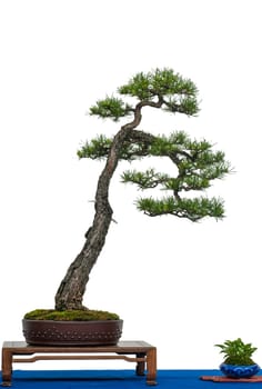 White Isolated Scots Pine as Bonsai Tree