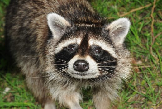 Raccoon