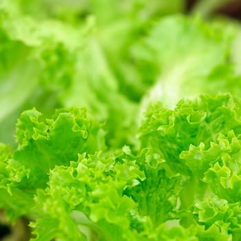 Lettuces