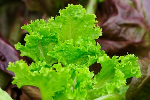 Lettuces