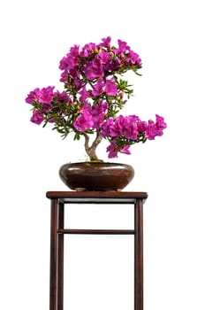 White isolated flower bonsai on a table
