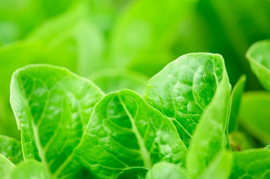 Lettuces