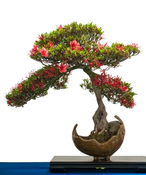 Red flowering azalea (Rhododendron indicum) as a bonsai tree