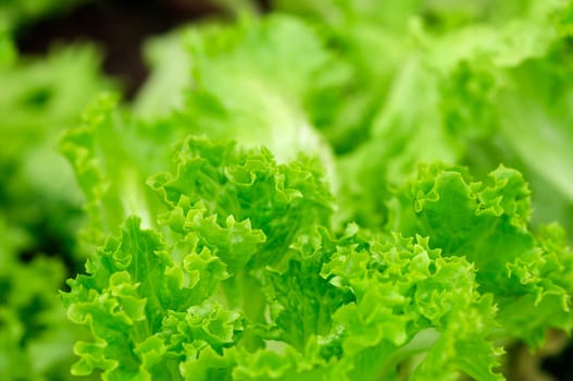 Lettuces