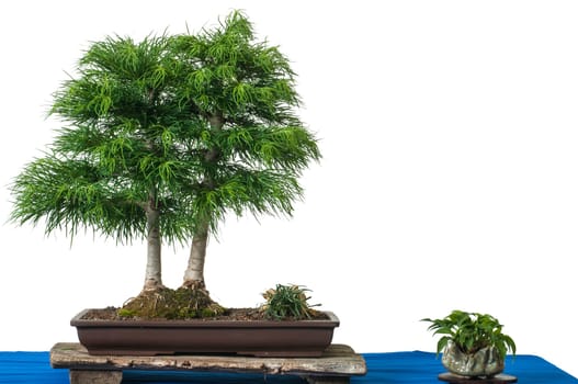 White isolated Chinese golden larch (Pseudolarix) as a bonsai tree