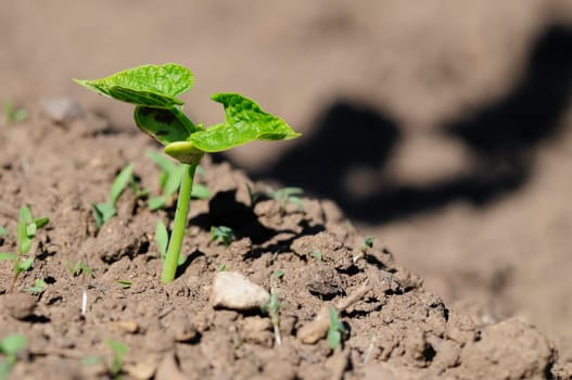 Bean seedling
