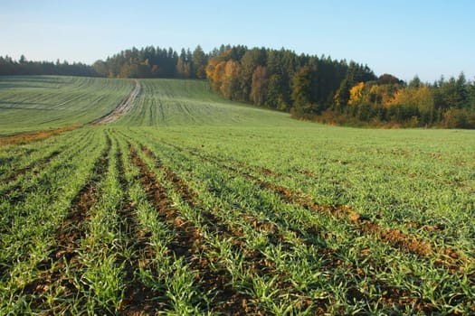 View on the autumn landscape.