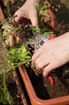 Detailed view of woman&#039 s hands, which trims pruning shears, dried plant parts.