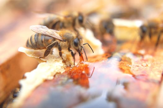 Closeup of bees eating honey